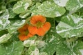 Variegated Garden nasturtium Tropaeolum majus Orange Troika, orange flowers